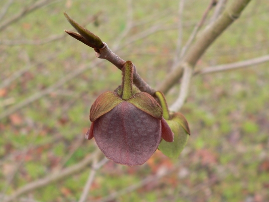 {Asimina triloba}